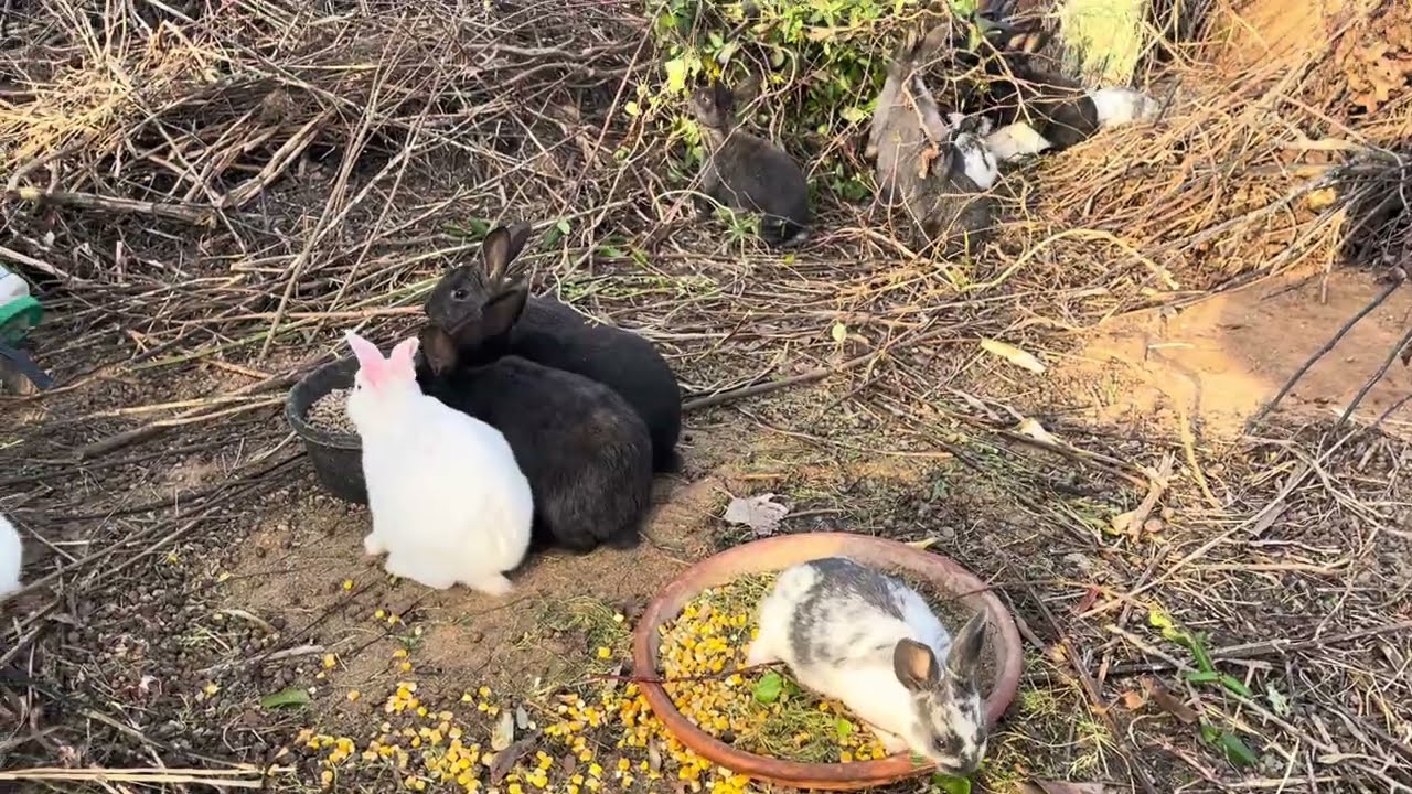 What I saw - Feeding frenzy in the rabbit colony