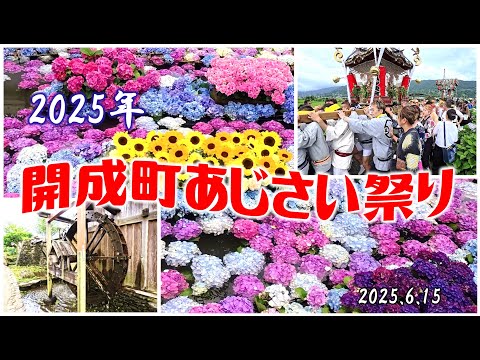2025年 開成町あじさい祭り 20250615〖4K〗