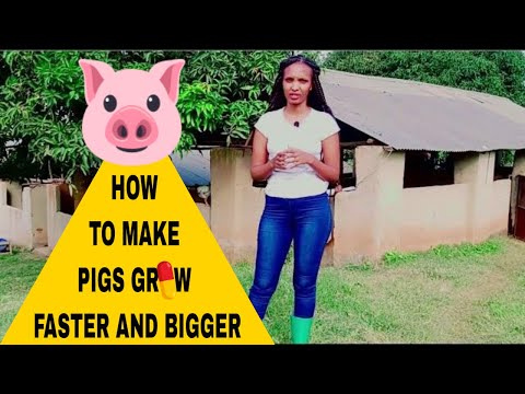 How to make pigs grow faster and bigger