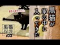 黒猫が家の中に入ってきたけど、どう捕獲したらいいか分からない。　#3【野良猫保護します!!】