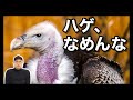 【名誉挽回】ハゲワシの実はすごい特殊能力！
