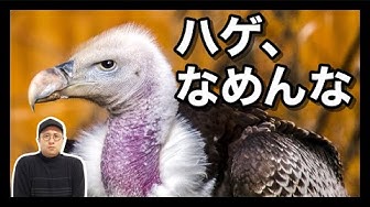 ハゲタカ Youtube ハゲタカ Youtube