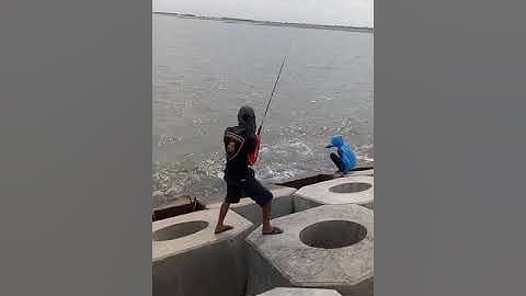 Câu cá vược(chẽm) bờ kè biển hải hậu,nam định