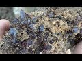 Digging a Pocket of Amethyst Clusters