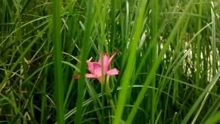 lonely flower with music