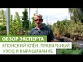 Японский клён. Правильный уход и выращивание японского клёна