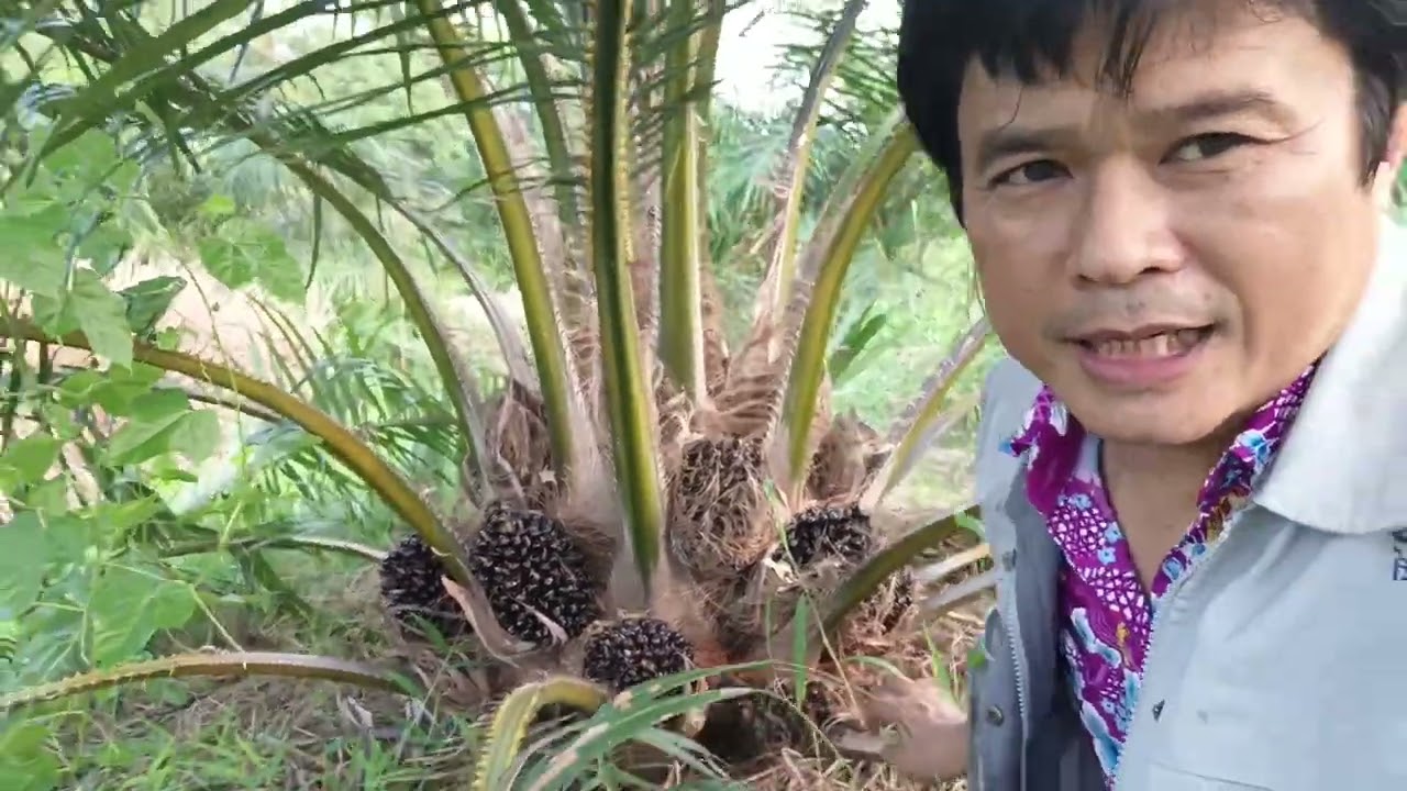 ซีหราด เอลิท  โดย สกลนคร พันธุ์ปาล์ม  อายุ 1ปี 11เดือน