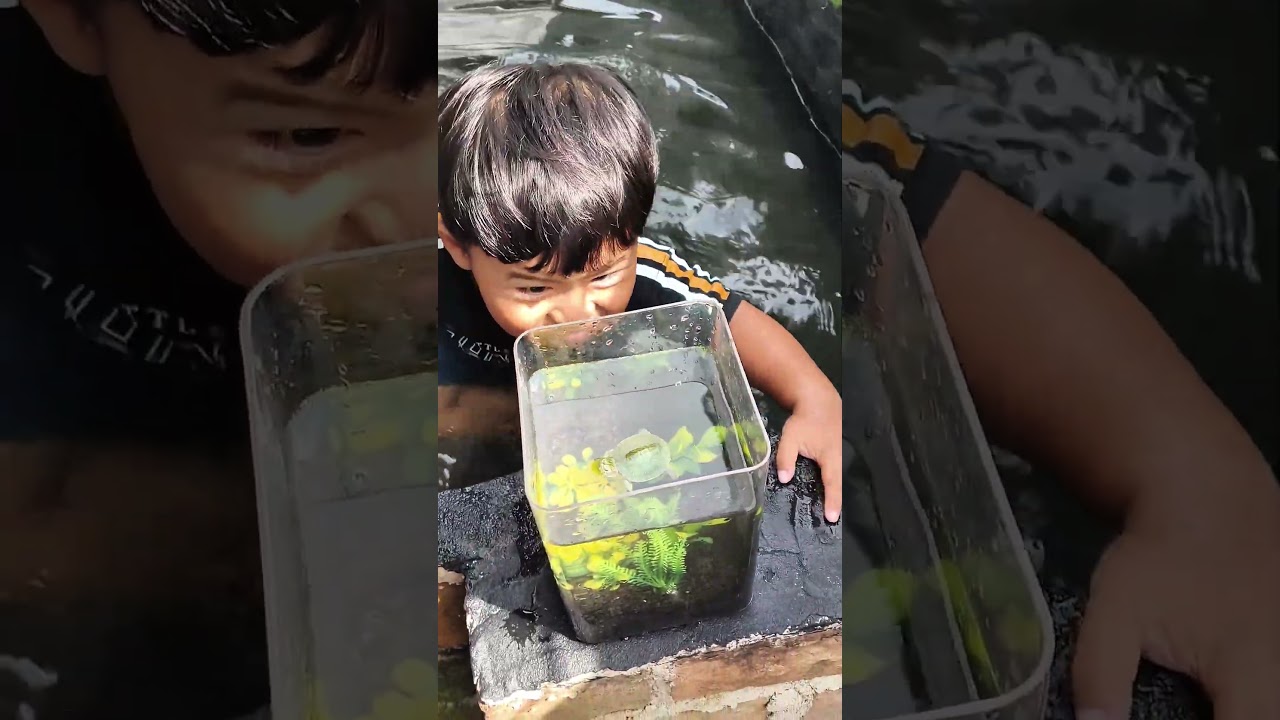 El ngebangunin kura-kura lagi tidur. 🤣🤣🤣