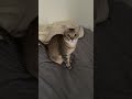 首振りダンス😸