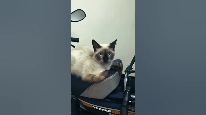 Video 966701: siamese cat dog, cat vs siamese, colour cat, cat dog sound, cat animals