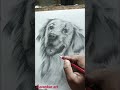 Drawing realistic dog with one pencil drawing art shorts youtubeshortssuvankarartlife