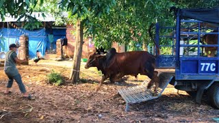 Con Bò đực to nhảy từ xe Tải xuống bung giò nhảy cắm đầu vào hàng rào thép gai , carrying cows