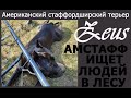 Американский стаффордширский терьер Зевс. Поиск людей в лесу.