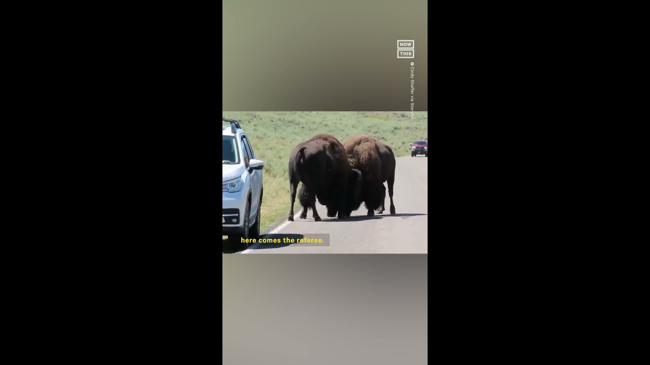  They Ll Kill You Tourists Get Too Close To Bison Fight At Yellowstone