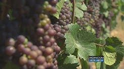 Earliest-ever grape harvest underway in Oregon