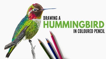 Timelapse | Drawing a Hummingbird in Colored Pencil | Realistic Bird Drawing | Wildlife Artist |