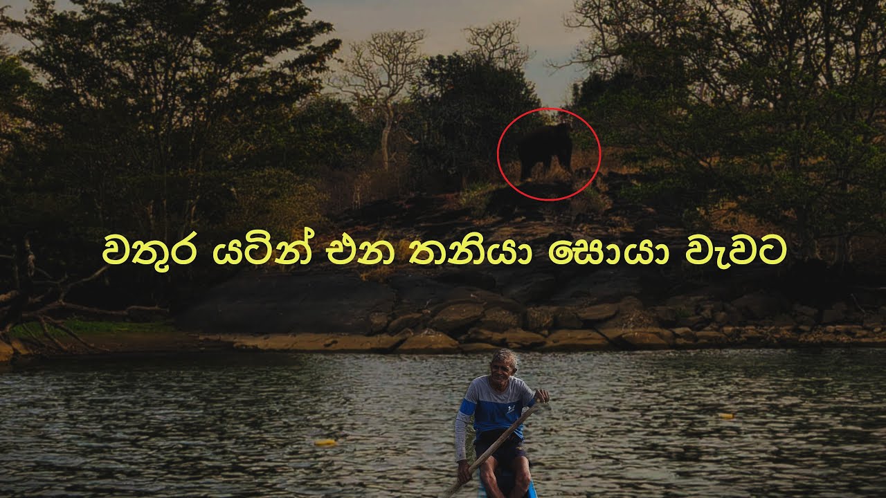 පූනාගල තනියා වගේද වතුර යටින් ගිහින් යෝධ නුගේ කඩන මේ දැවැන්තයා