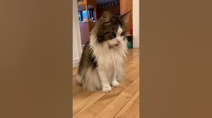 Watch the video about Pretty Maine Coon Cat | Sitting in the Hallway | #shorts