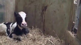 HEARTBREAKING: Separation of Mother Cow and Calf / Kuh rennt Kalb bei Trennung hinterher