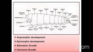 ENTOMOLOGY - BODY SEGMENTATION