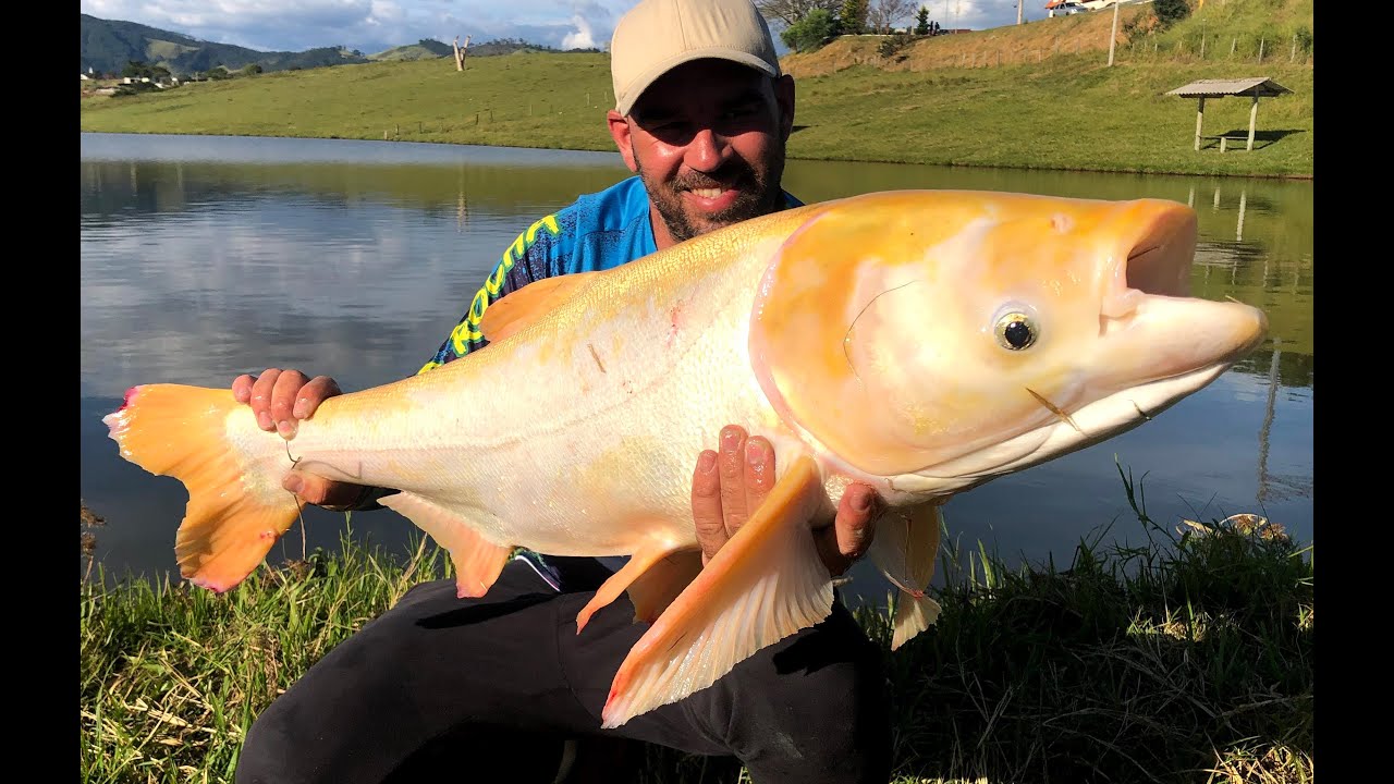 PESCARIA CHEIA DE SURPRESAS COM A MASSAS ROCHA - 8 Série Carpa Cabeçuda - Arremesso