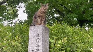 みぃちゃんに追いかけられて石碑に登るふくちゃん…。#cat by げんむ〜の正直しんどい。　GenTube 25 views 1 day ago 2 minutes, 25 seconds