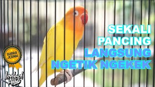 Pancingan Lovebird Gacor Memanggil Lawan Ngetik Ngekek Memancing Emosi Lovebird Bahan