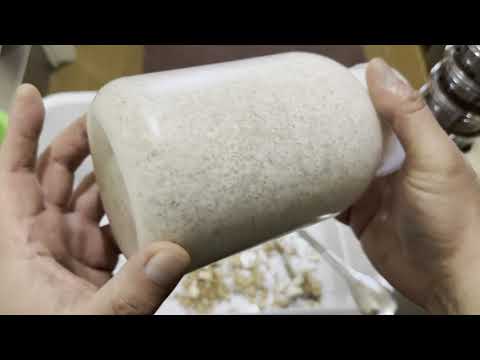 Traditional India] I bought an Antaeus larva. - YouTube