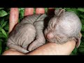 Girl Found a Scary Kitten, She Had No Idea What It Would Grow Up Into