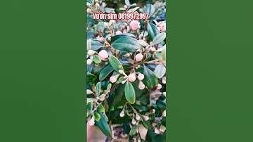 Bạn có thích hoa sim không? #câysimrừng #simrừng #bonsai #hoasim #thinhhanh #caycanh