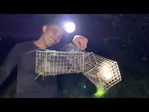 Video Bẫy Chuột Cống Khủng Đồng Hoang Láng Chà - youtube