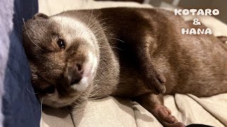 My Otter Lying in Bed Like a Human