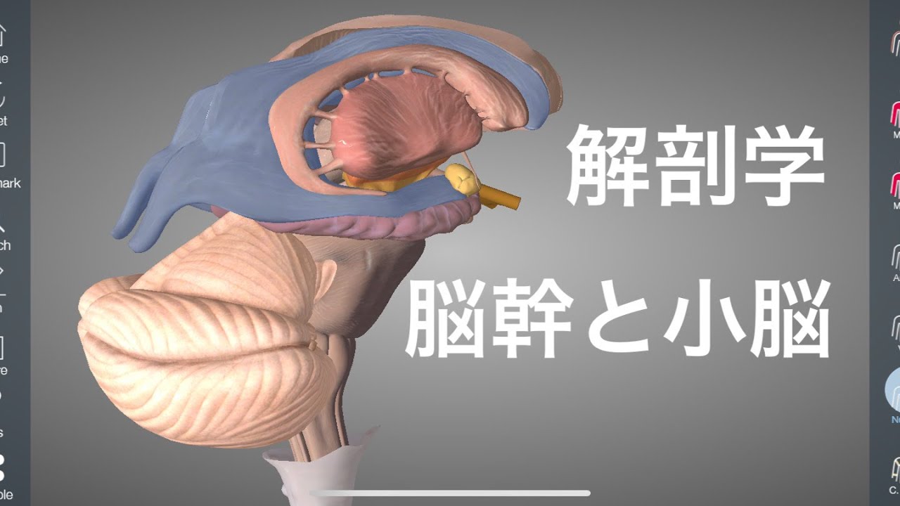 小脳と脳幹の解剖学を解説してみた