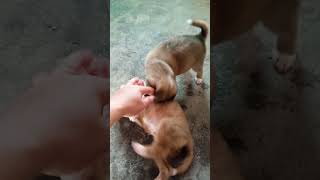 Morning Kulitan With Lupi & Loki