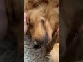 Mr. Teddy loves his good mornings #dog #dogs #doglover #goldenretriever #animals #pets #funny #video