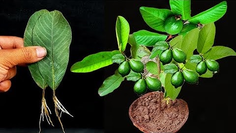 How To Grow Guava Trees From Guava leaves 100 % Success