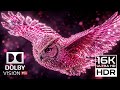 16K Ultra HD HDR Nature Scenery | Dolby Vision OLED Demo | 4K Video Ultra HD