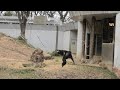 Are you ready for my branch? by Fubuki 　僕の枝を受け止める準備はできている？フブキ　Chimpanzee  Tama Zoological Park
