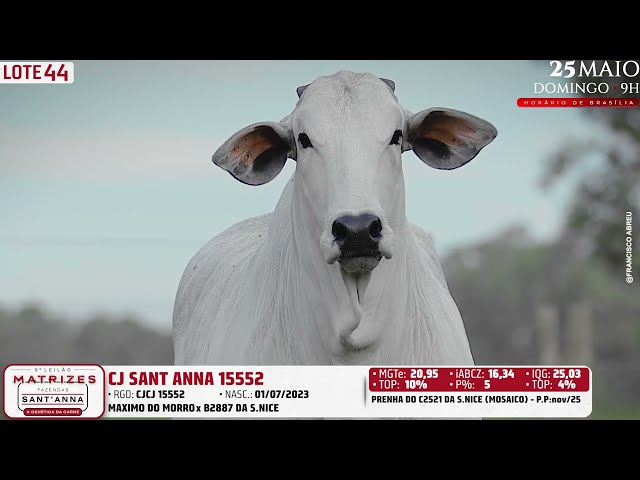 LOTE 44   CJCJ 15552