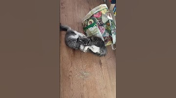 Two adorable kittens roll around in catnip