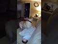 so crazy #viral #trending #short