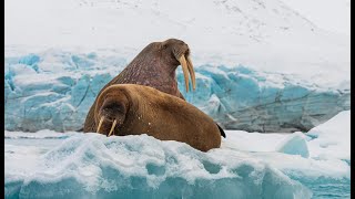 Svalbard 2023 onboard the RV Kinfish