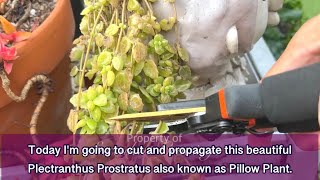 Pillow Plant Propagation by SUCCULENT CRAVINGS by Vic Villacorta 604 views 2 weeks ago 5 minutes, 36 seconds