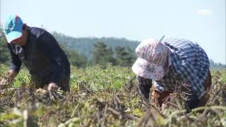 [A] 한국인의 밥상 - 작지만 강하다, 녹두밥상. 20151015
