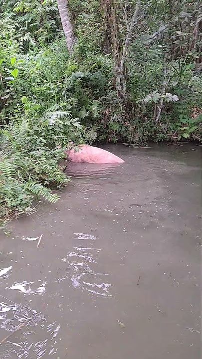 Paano natin huliin to ,lumusong sa fishpond 😂😂 #provincelife #pig #pigbreeding #pigfeed #pigkeeping