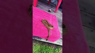 Pinstripe Sunday! #pinstripe #male #ballpython #terrarium