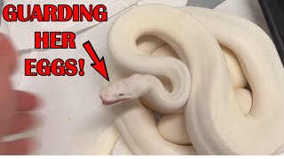 WHITE PIED BALL PROTECTS HER EGGS!