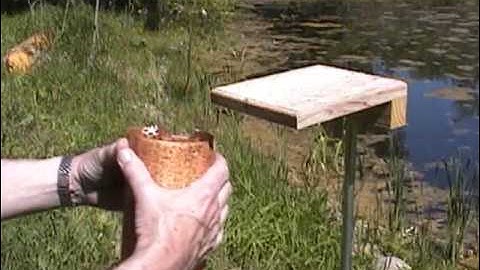 Openning a Bluebird nest box for inspection.