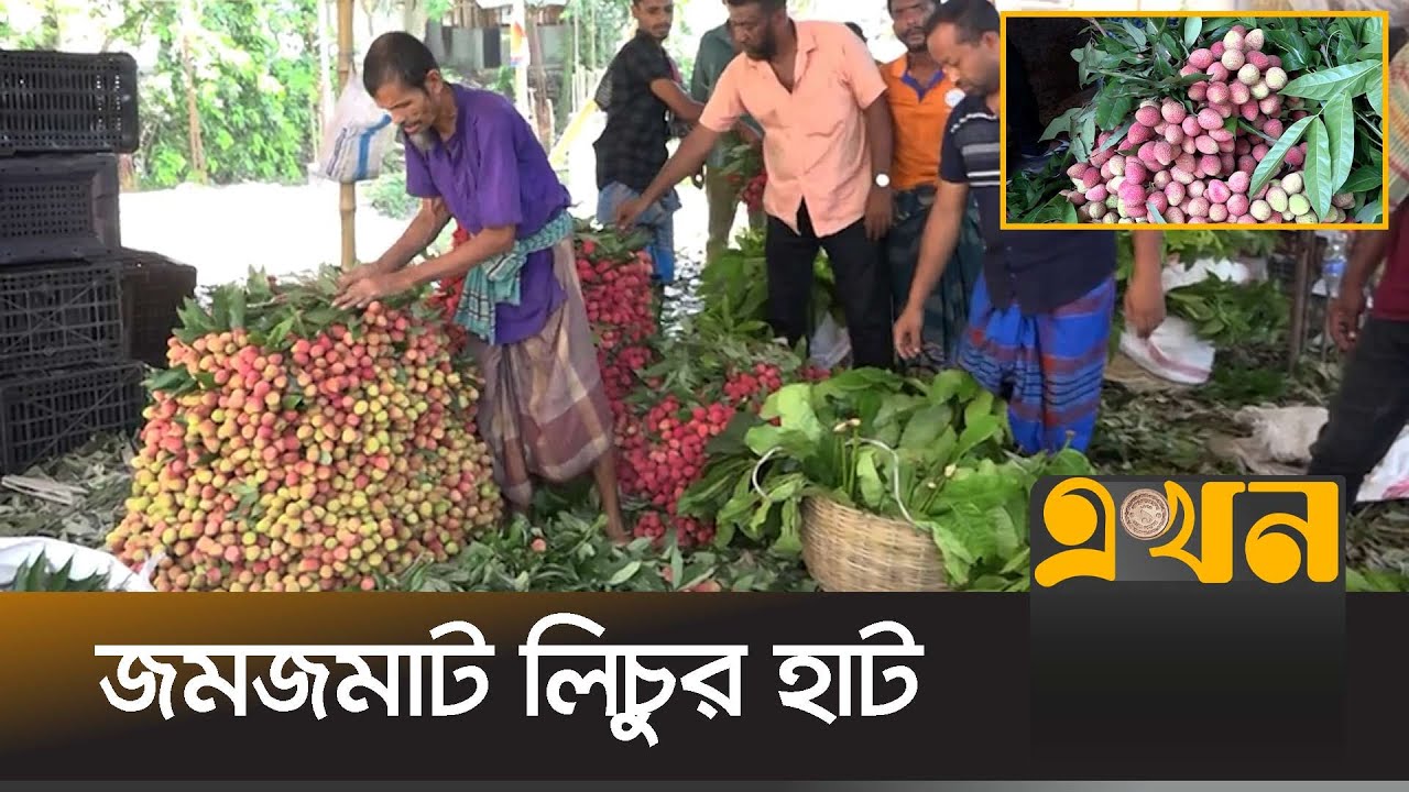 লিচুর বাম্পার ফলনে খুশি যশোরের বাগান মালিকরা  | Jessore Litchi | Business | Ekhon TV