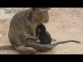 monkeys protecting babies, monkey mom and baby, monkey eating grass, cut...
